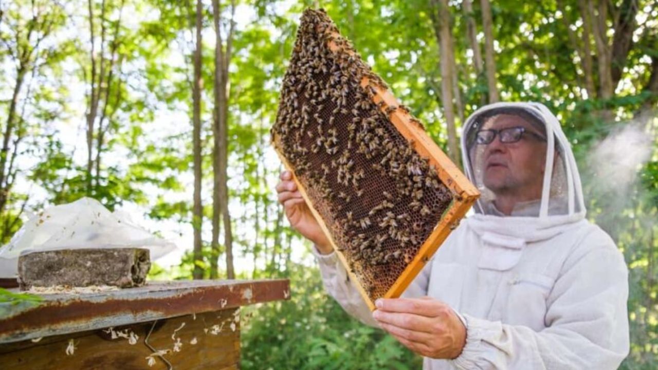Apiculture