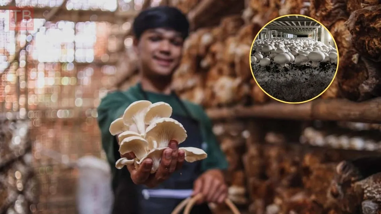 Production de Champignons