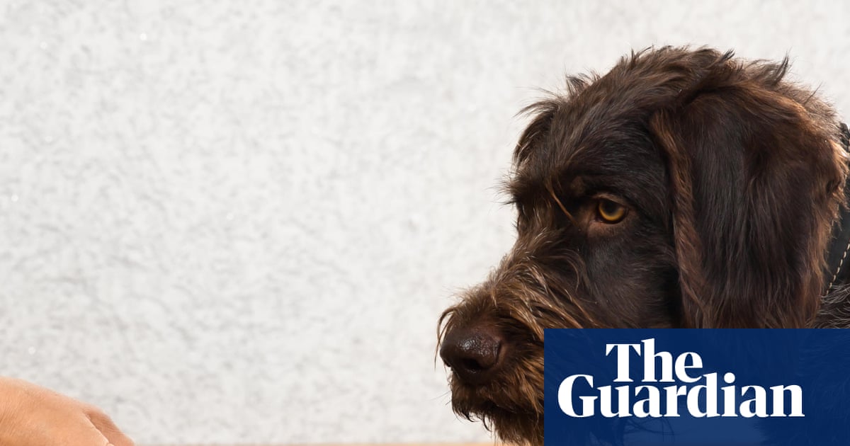 La nourriture pour chiens : un impact caché de 1% sur les émissions de gaz à effet de serre au Royaume-Uni !