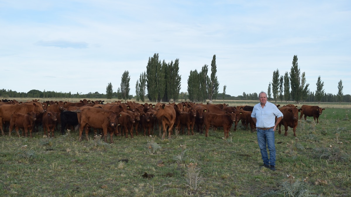 De la Patagonie à la réussite : comment une poignée de vaches a transformé une vie !